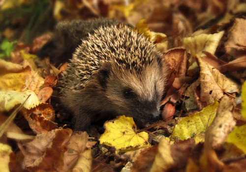 Het is tijd voor de herfst, bereid je tuin voor!