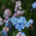 Bloemen voor het laatste afscheid, wat neem je mee?