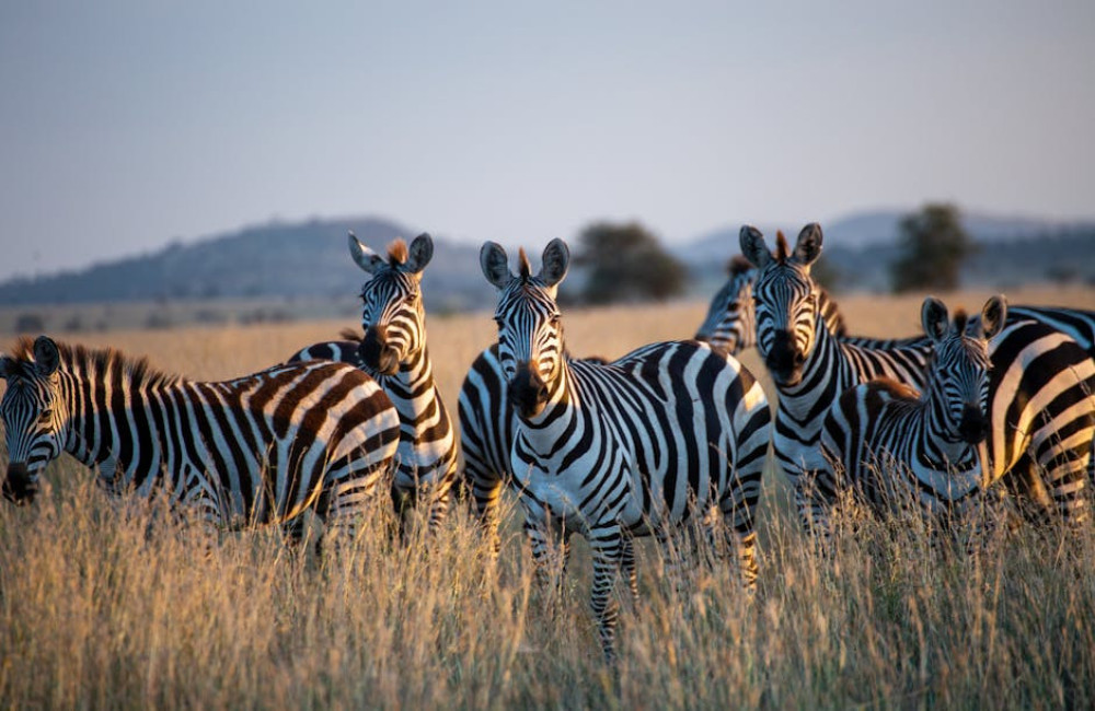 Op vakantie naar Afrika? Dit is waarom je moet kiezen voor Tanzania!